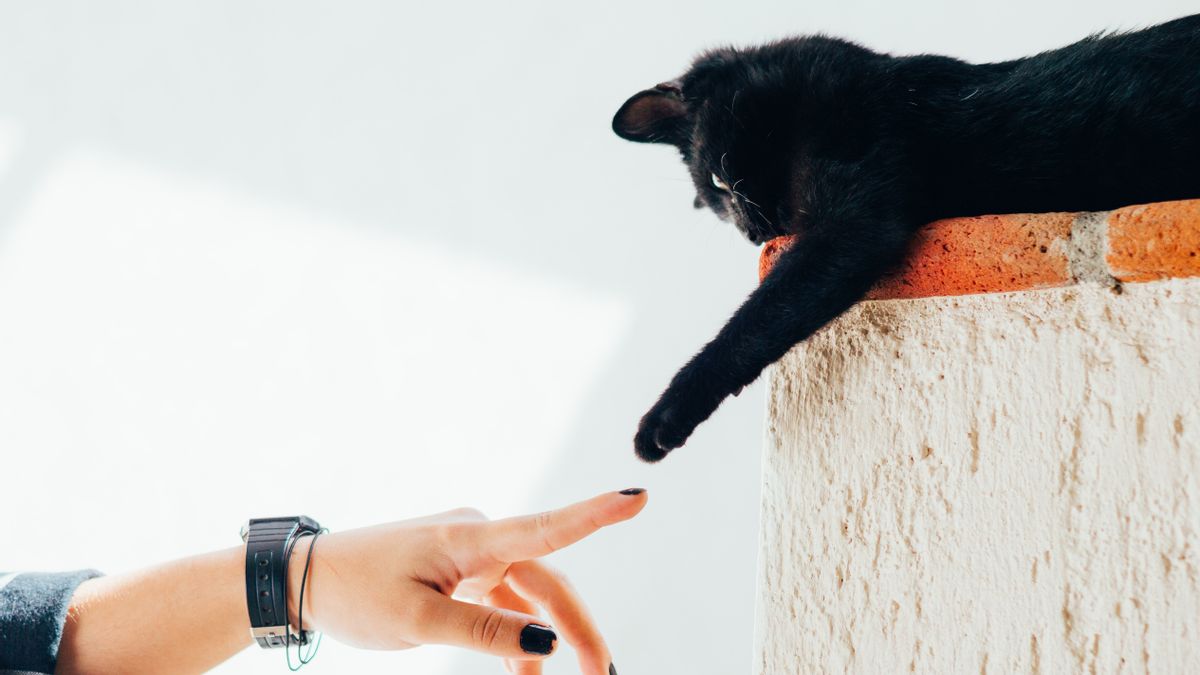 ​12 Unconventional Animal-Centric Careers You Haven’t Considered (But Should!)​​